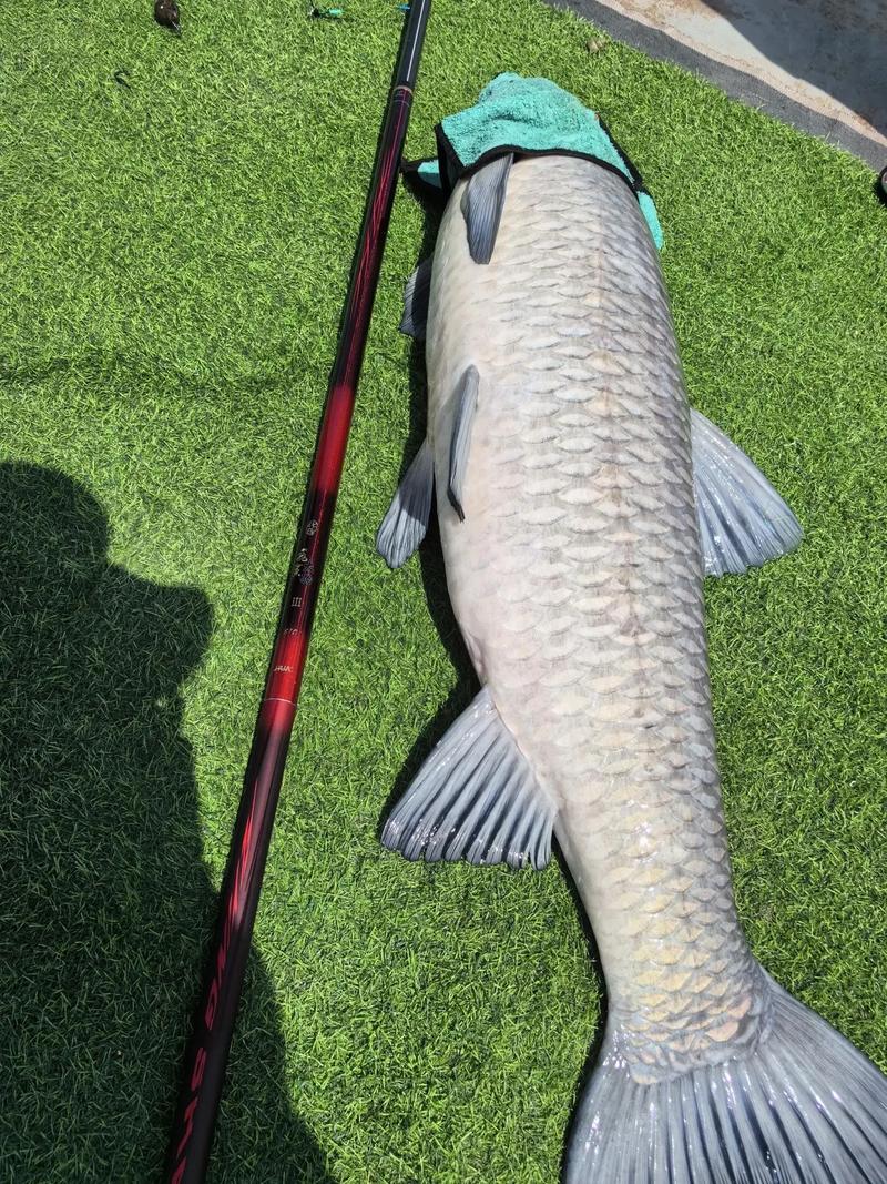 抖音同款会飞的鲨鱼