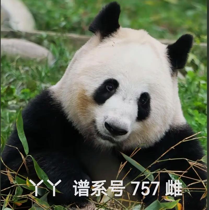 在看直播排行榜熊猫