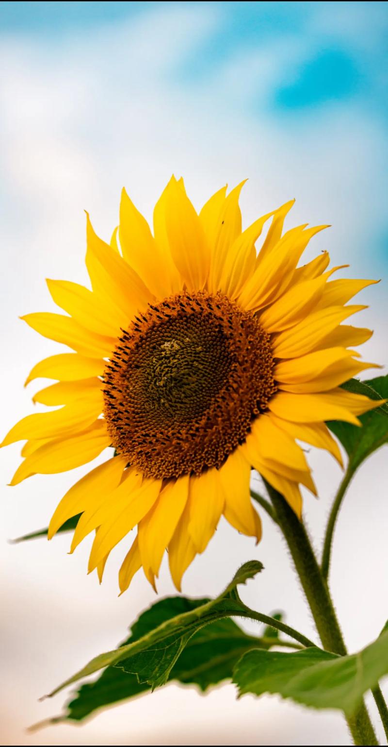 抖音里会动的向日葵