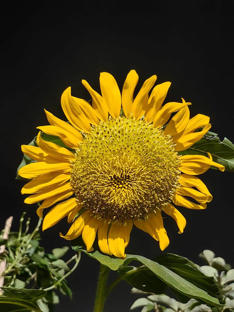 抖音里会动的向日葵