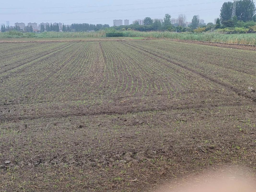 寒地水稻旱直播技术