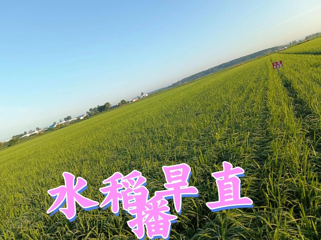 寒地水稻旱直播技术