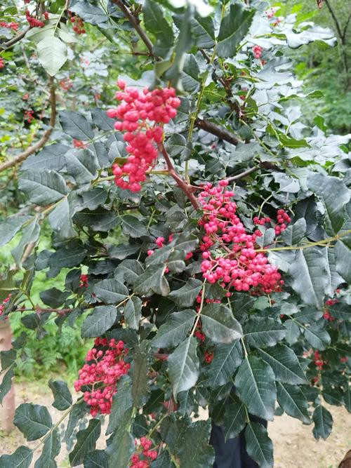 快手有没有吃花椒的