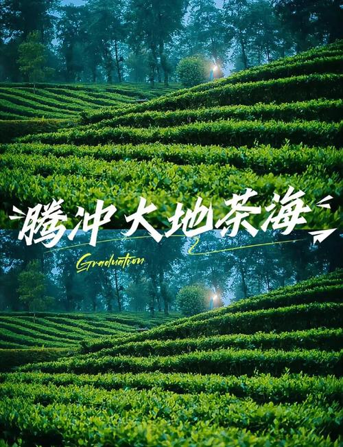 茶谷地抖音上的广告