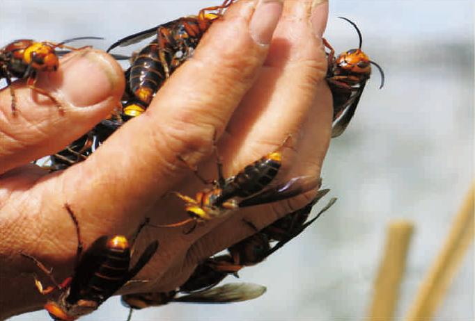 黄国忠养蜂视频直播