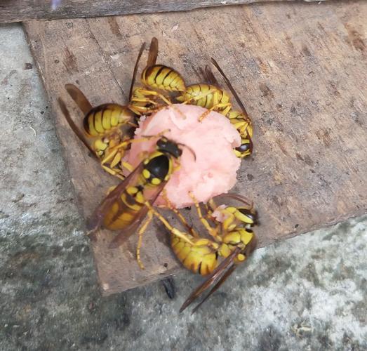 黄国忠养蜂视频直播