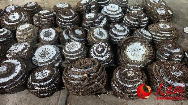 黄国忠养蜂视频直播