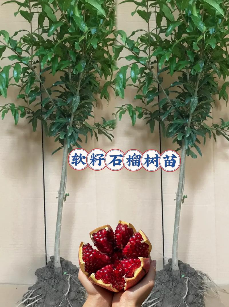 嫁接石榴树视频直播