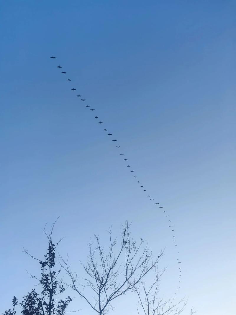 跟条子拍快手的燕子