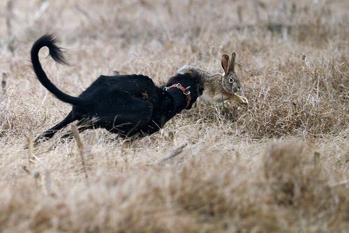 济宁夜间狗逮兔直播