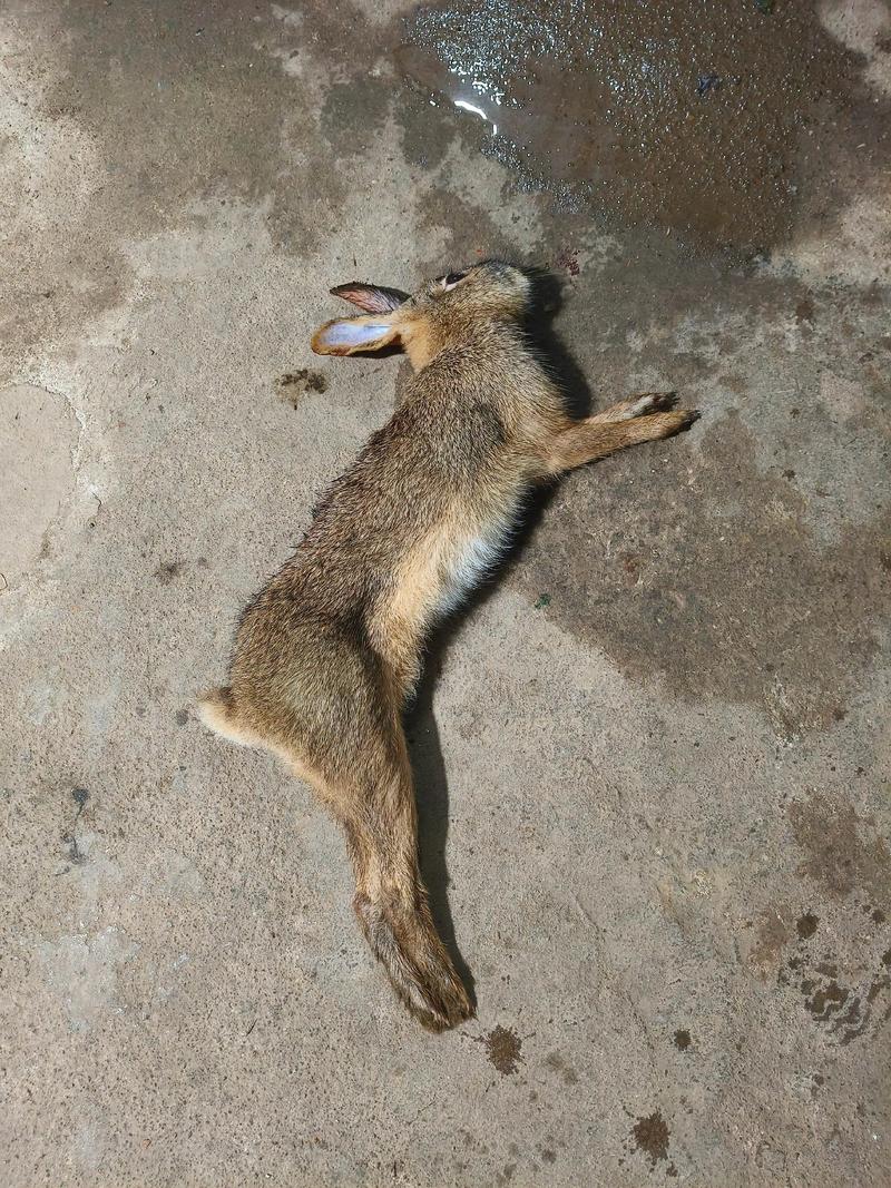 济宁夜间狗逮兔直播