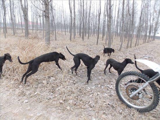 济宁夜间狗逮兔直播