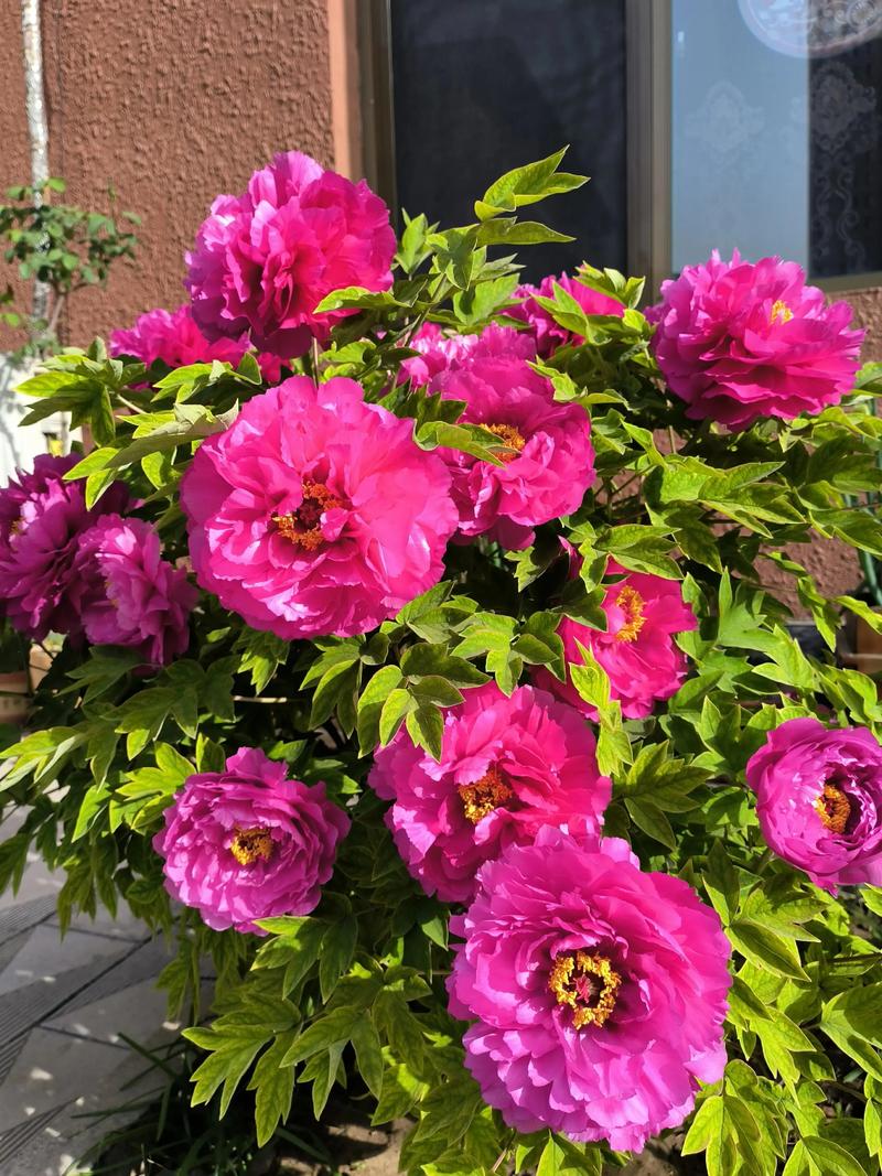 牡丹花剪枝视频直播