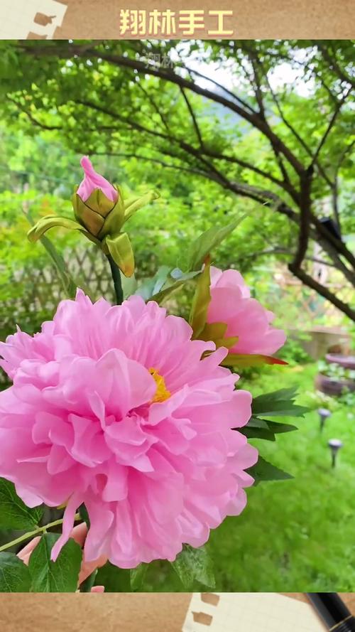 牡丹花剪枝视频直播