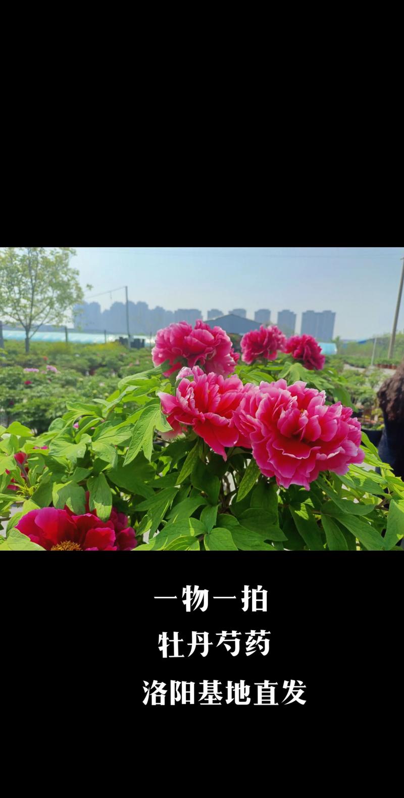 牡丹花剪枝视频直播