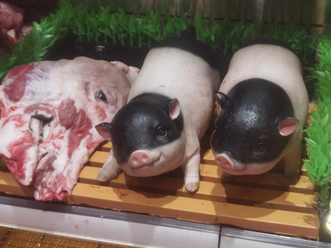 抖音张培猪宝贝合集