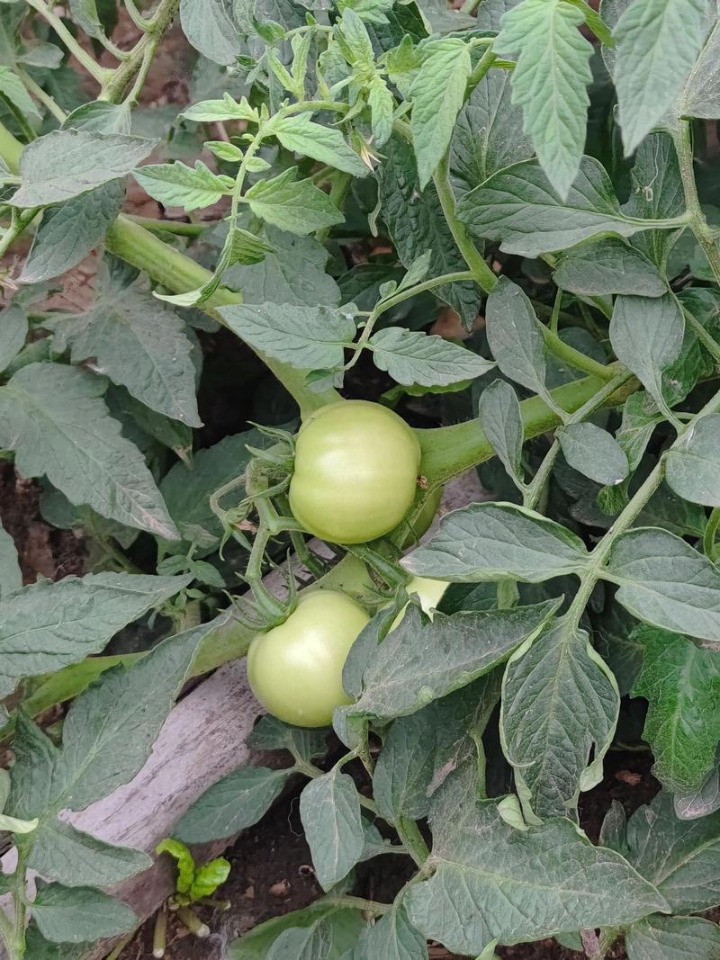 抖音向日葵连接蓝牙