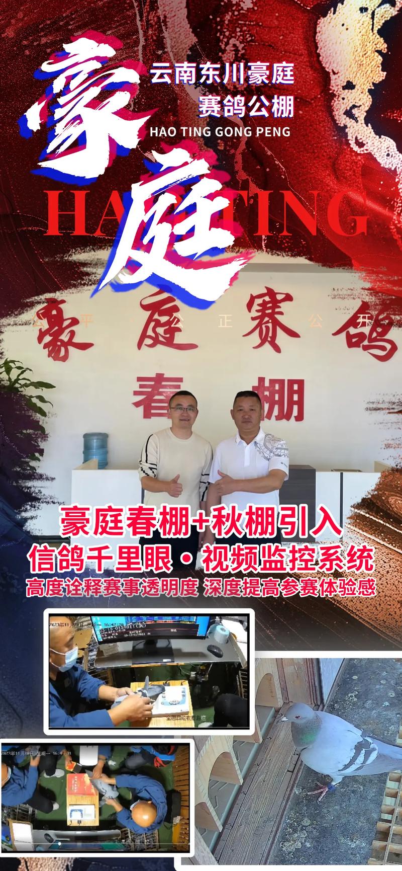 云岩区信鸽赛事直播