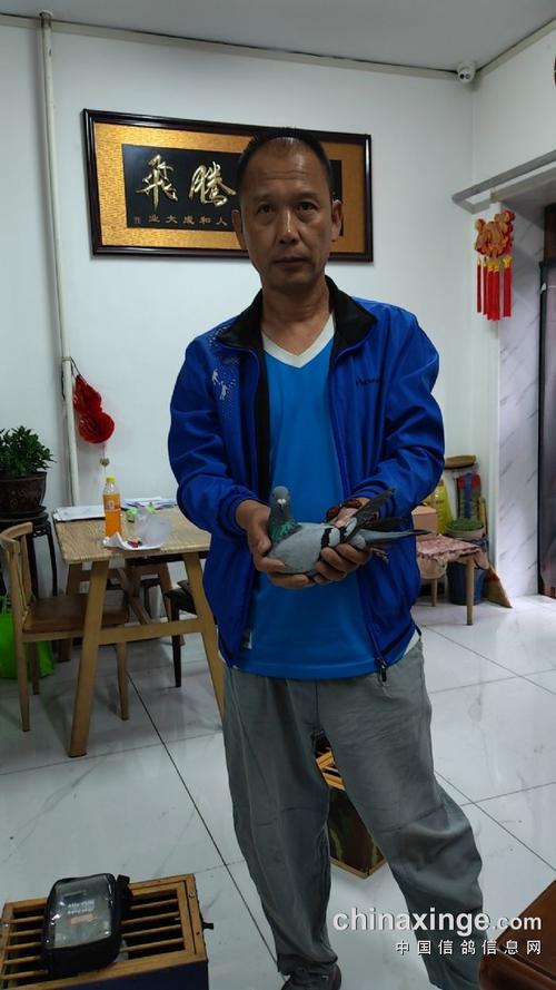 云岩区信鸽赛事直播