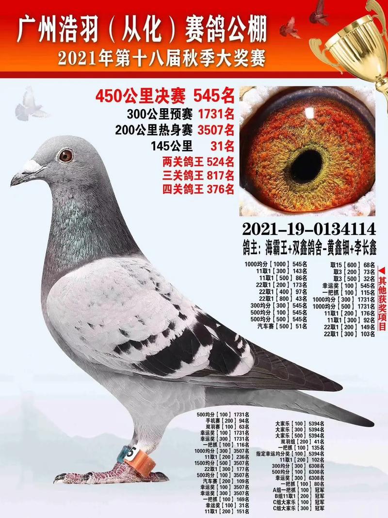 云岩区信鸽赛事直播