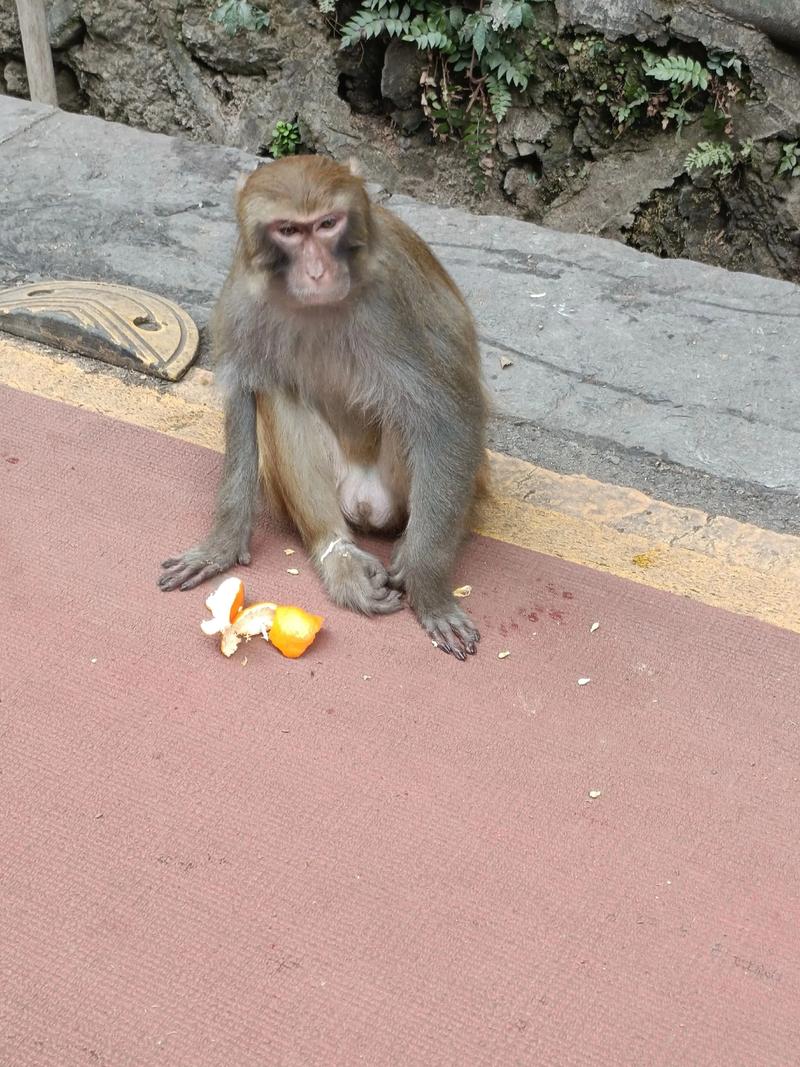 快手养的是什么猴子