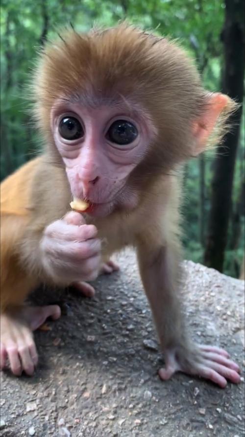 快手养的是什么猴子