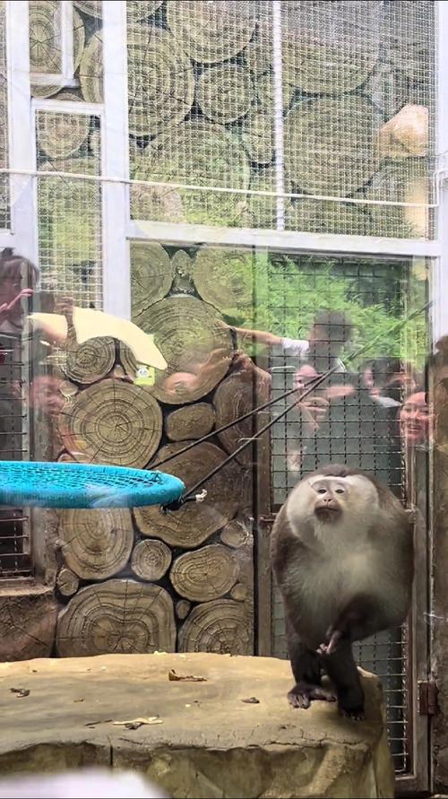 快手养的是什么猴子