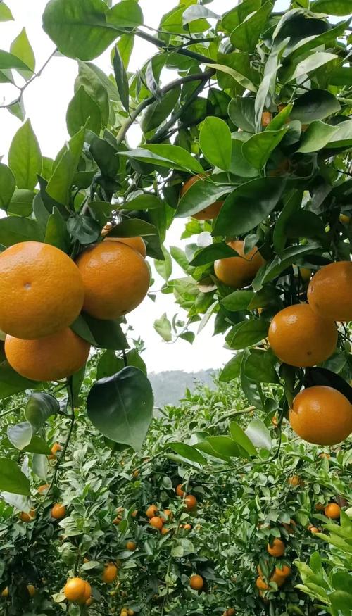 皇帝柑种植视频直播