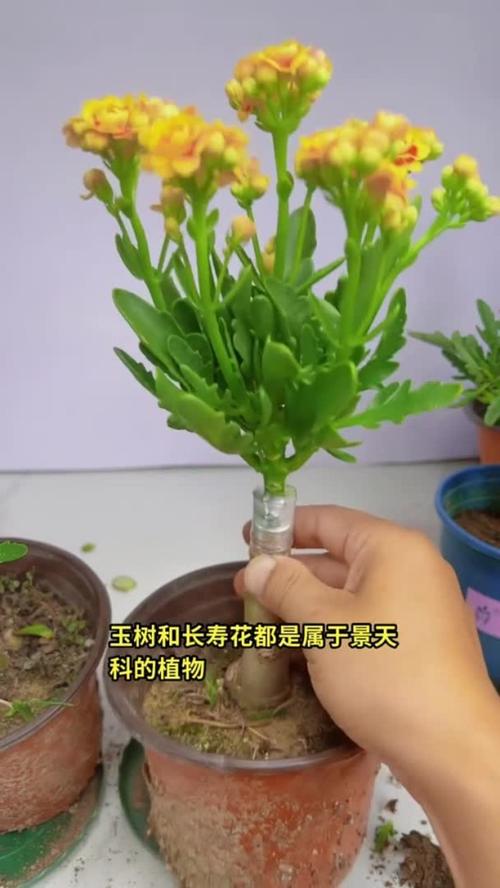 长寿花嫁接视频直播