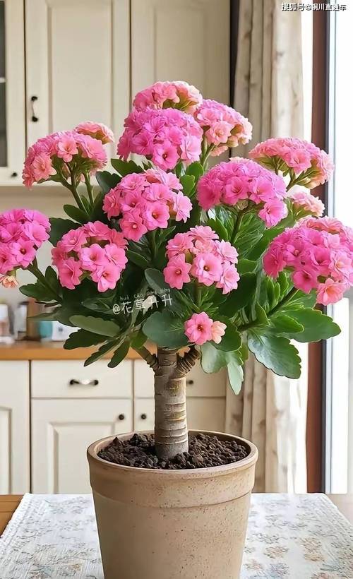 长寿花嫁接视频直播