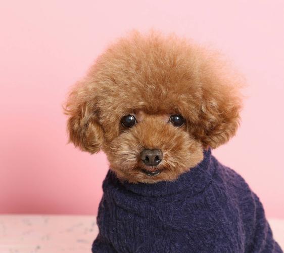 快手泰迪豆豆的故事