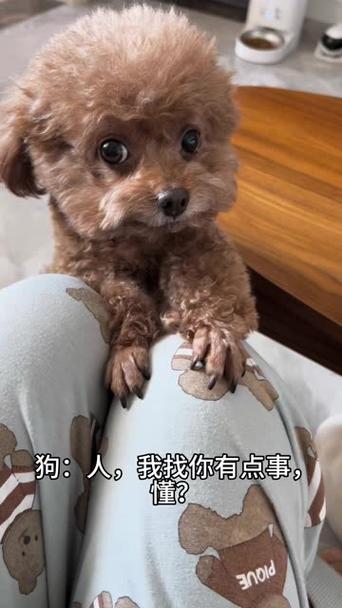 快手泰迪豆豆的故事