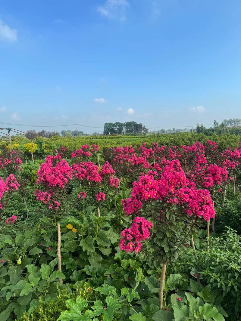 紫薇花嫁接方法直播