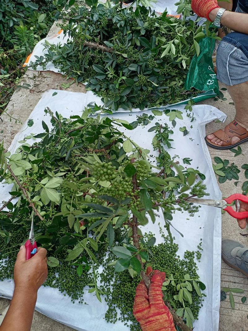 花椒树剪枝视频直播