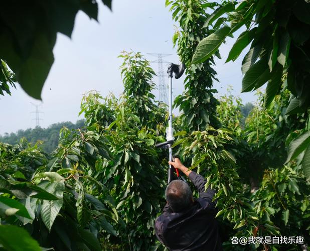 花椒树剪枝视频直播