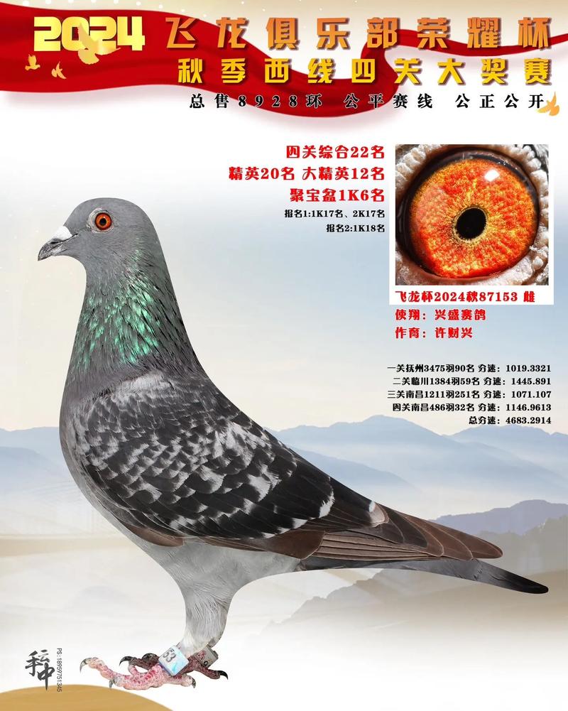 永宁信鸽协会直播网