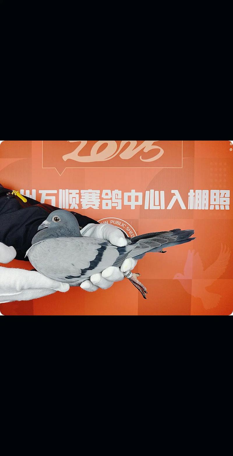 永宁信鸽协会直播网