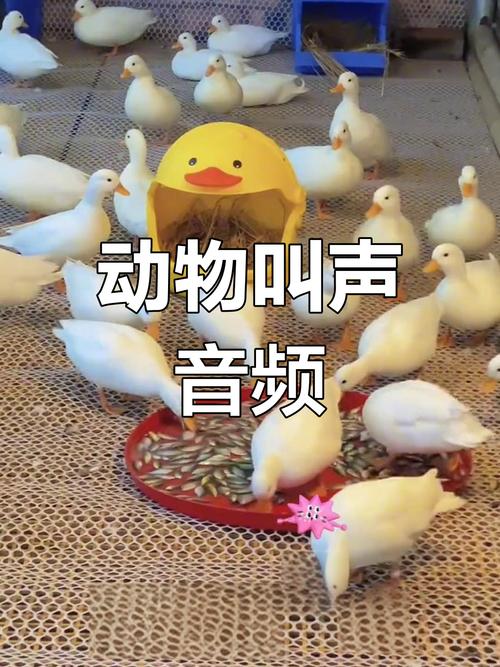 抖音咕咕鸡叫声音乐