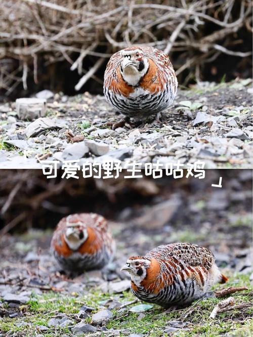 抖音咕咕鸡叫声音乐