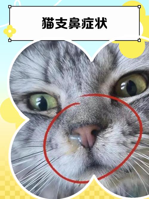 快手里猫鼻子怎样弄