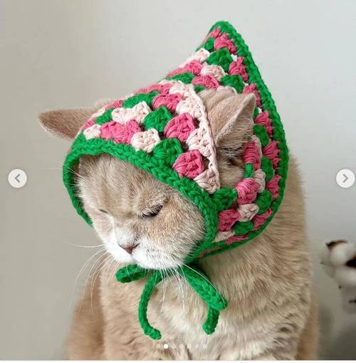 抖音里的小猫带头巾