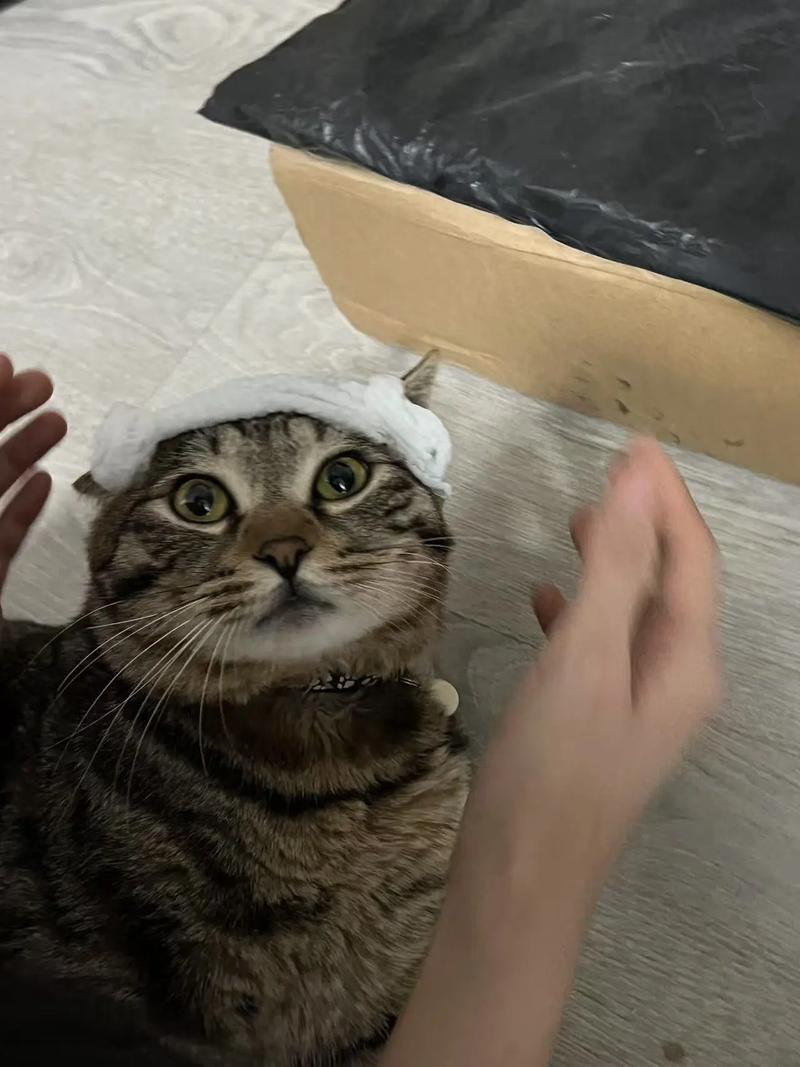 抖音里的小猫带头巾