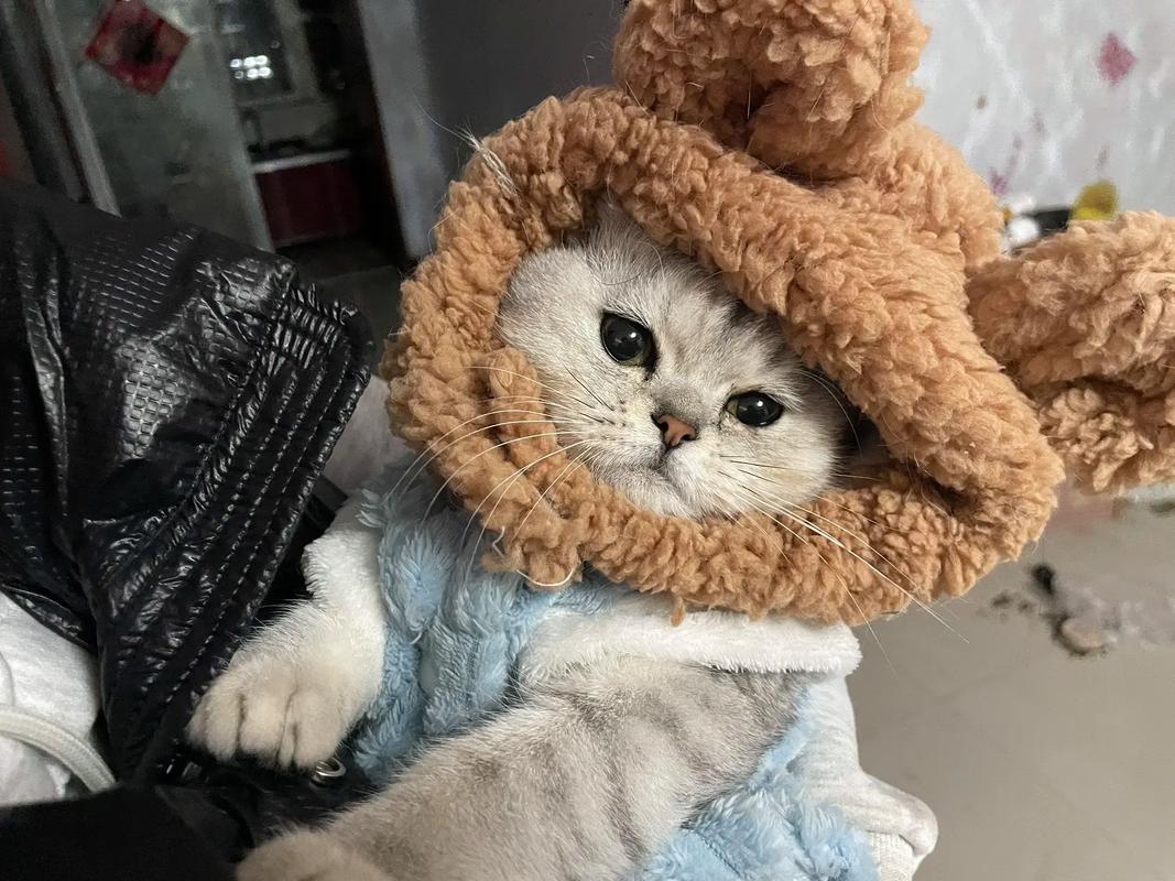 抖音那只戴头套的猫