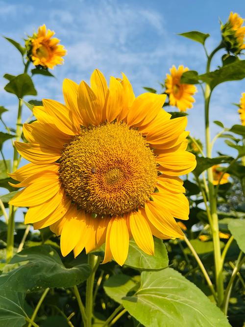 抖音妖娆向日葵视频