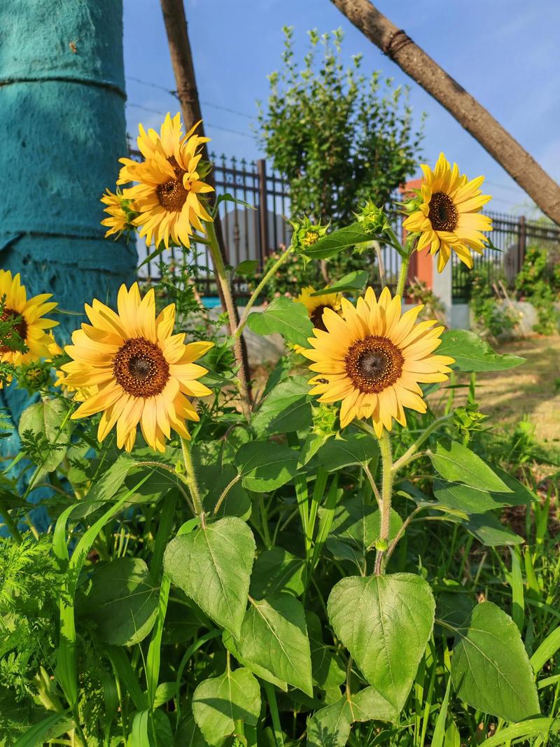 抖音妖娆向日葵视频