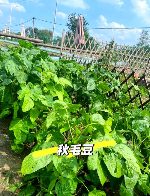 毛豆的成长过程快手