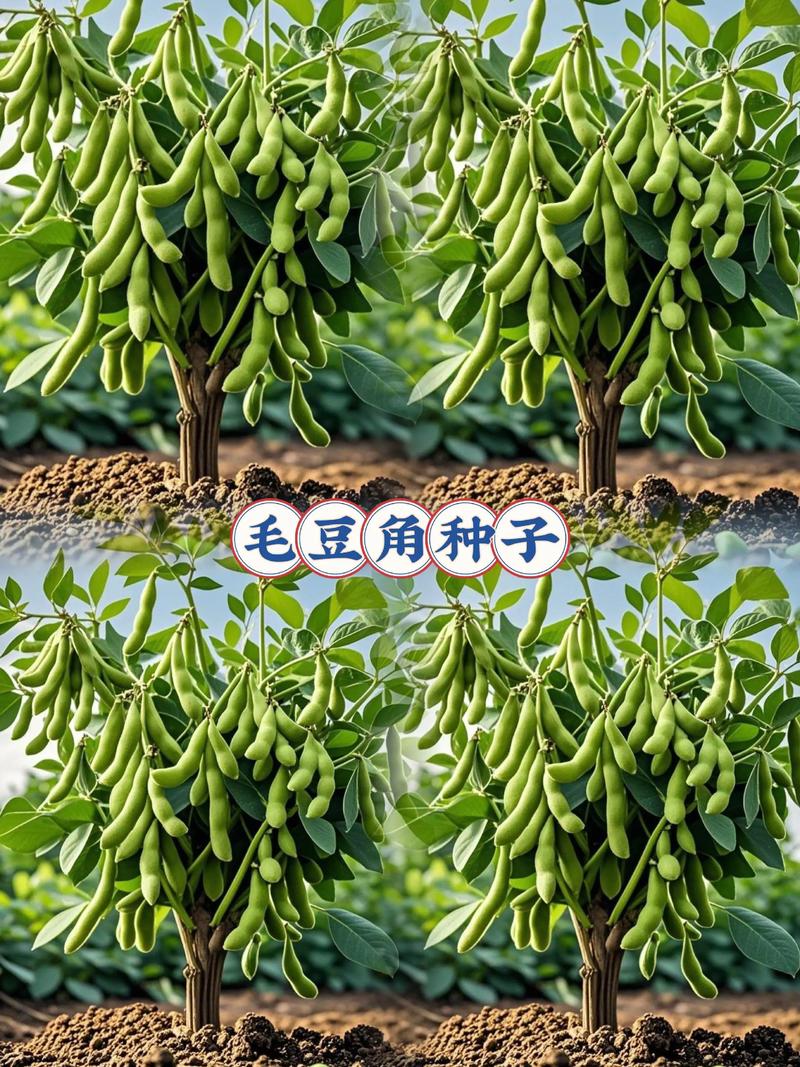 毛豆的成长过程快手