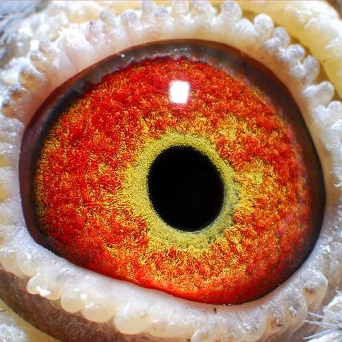 绵阳火车头信鸽直播