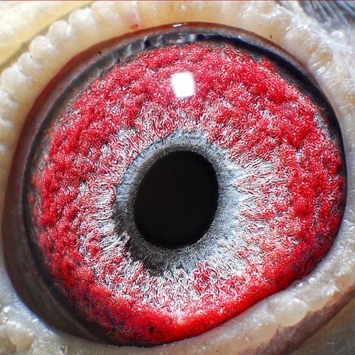 绵阳火车头信鸽直播