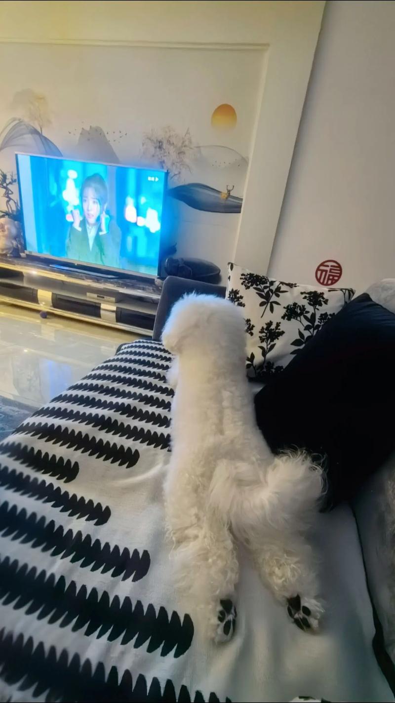 抖音小狗看电视图片